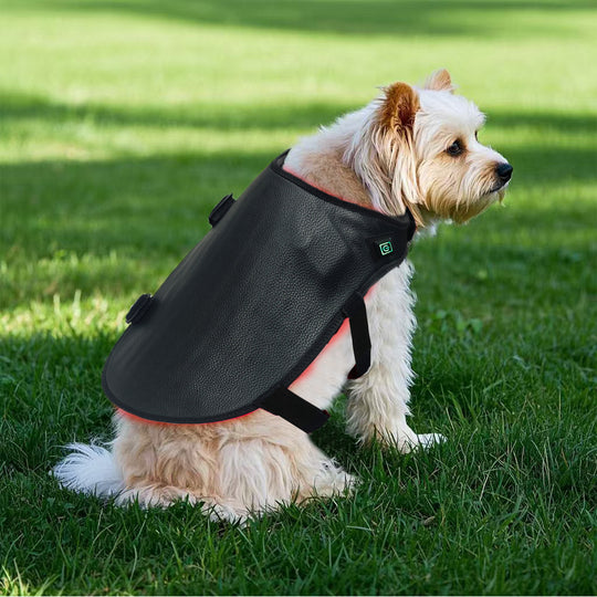 pet infrared therapy lamp