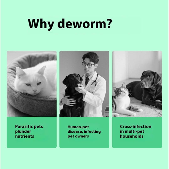 dog itching relief